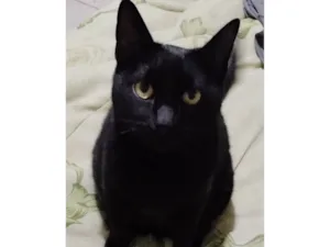 Gato raça SRD-ViraLata idade 4 anos nome Plagg