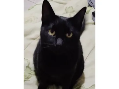 Gato raça SRD-ViraLata idade 4 anos nome Plagg