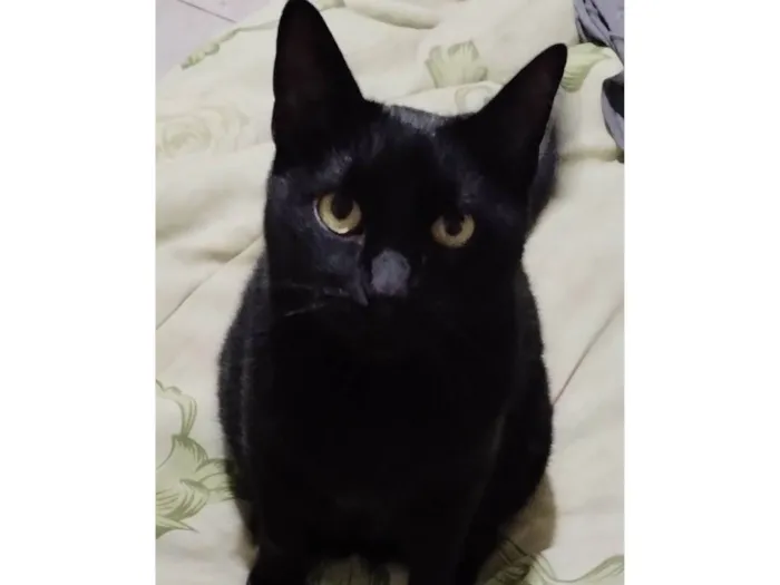 Gato ra a SRD-ViraLata idade 4 anos nome Plagg
