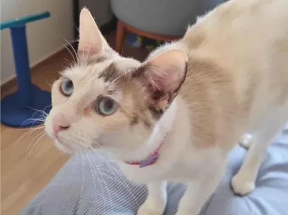 Gato raça SRD-ViraLata idade 7 a 11 meses nome Bella