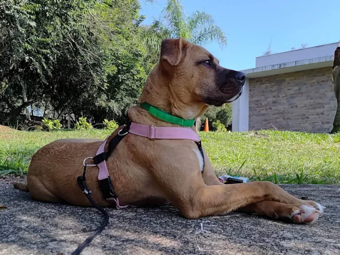 Cachorro ra a SRD-ViraLata idade 1 ano nome Carmela 