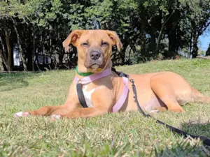 Cachorro raça SRD-ViraLata idade 1 ano nome Carmela 