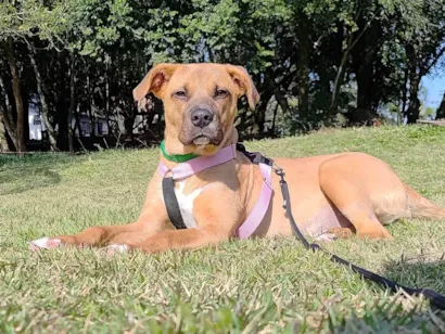 Cachorro raça SRD-ViraLata idade 1 ano nome Carmela 