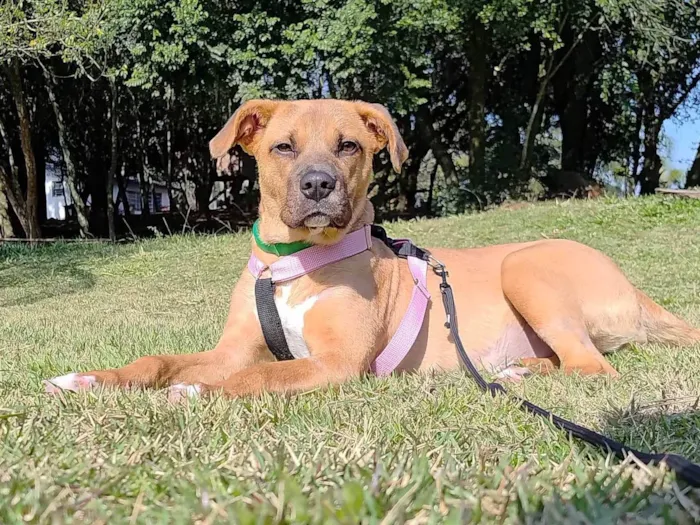 Cachorro ra a SRD-ViraLata idade 1 ano nome Carmela 