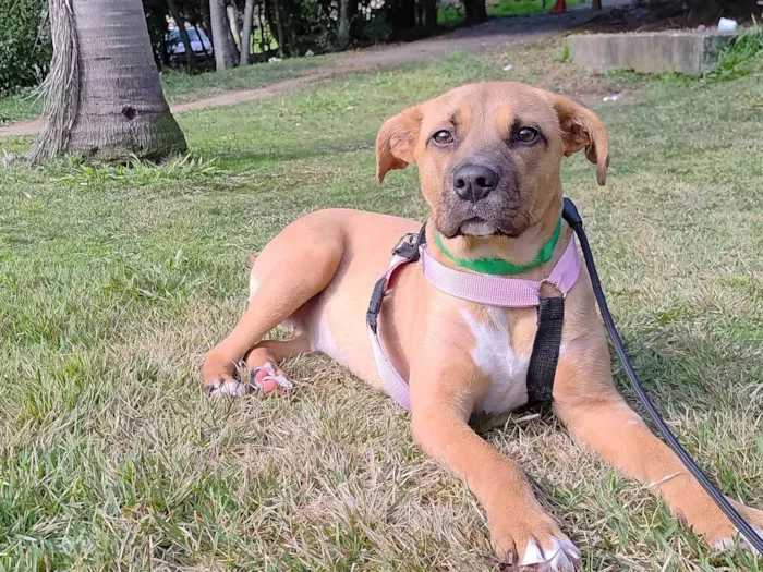 Cachorro ra a SRD-ViraLata idade 1 ano nome Carmela 