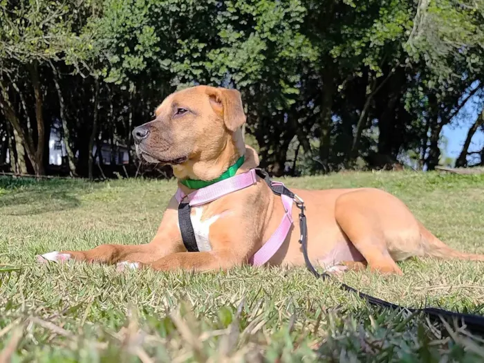 Cachorro ra a SRD-ViraLata idade 1 ano nome Carmela 