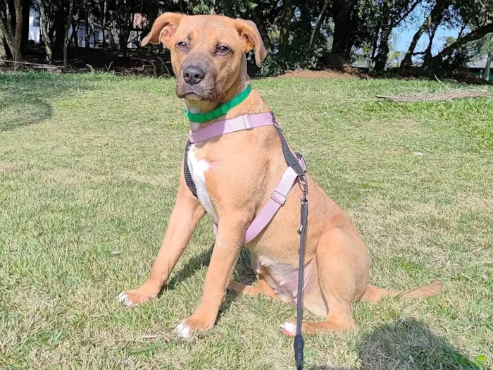 Cachorro ra a SRD-ViraLata idade 1 ano nome Carmela 