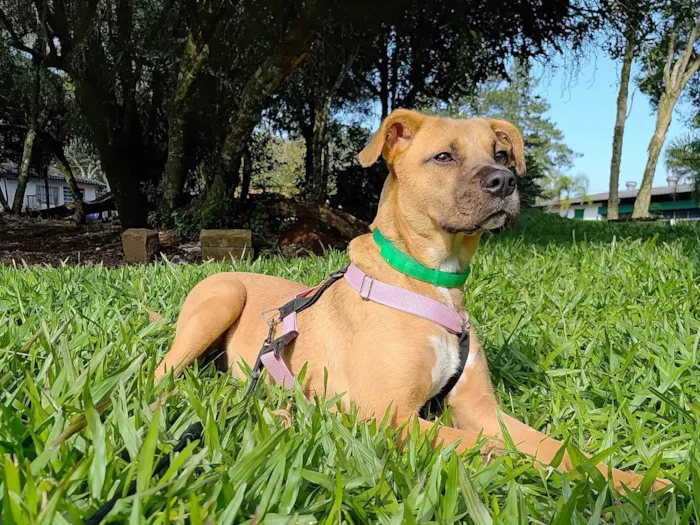 Cachorro ra a SRD-ViraLata idade 1 ano nome Carmela 