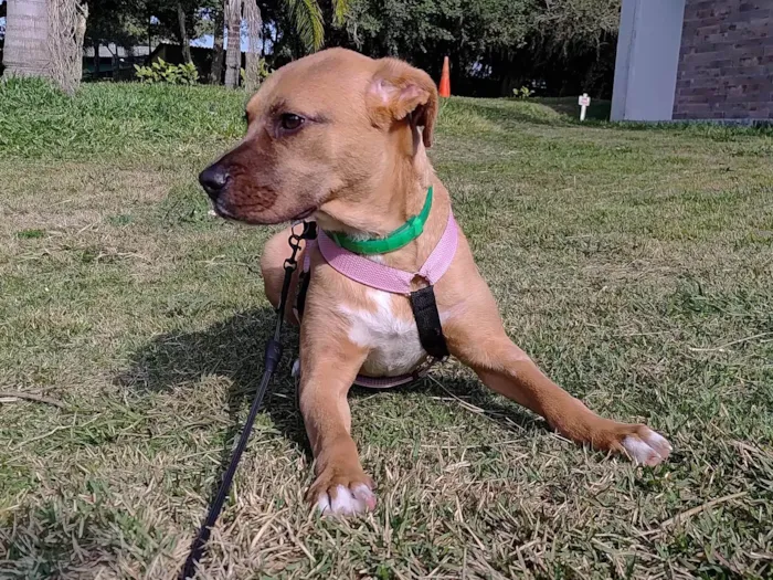 Cachorro ra a SRD-ViraLata idade 1 ano nome Carmela 