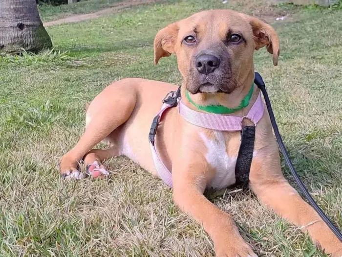 Cachorro ra a SRD-ViraLata idade 1 ano nome Carmela 