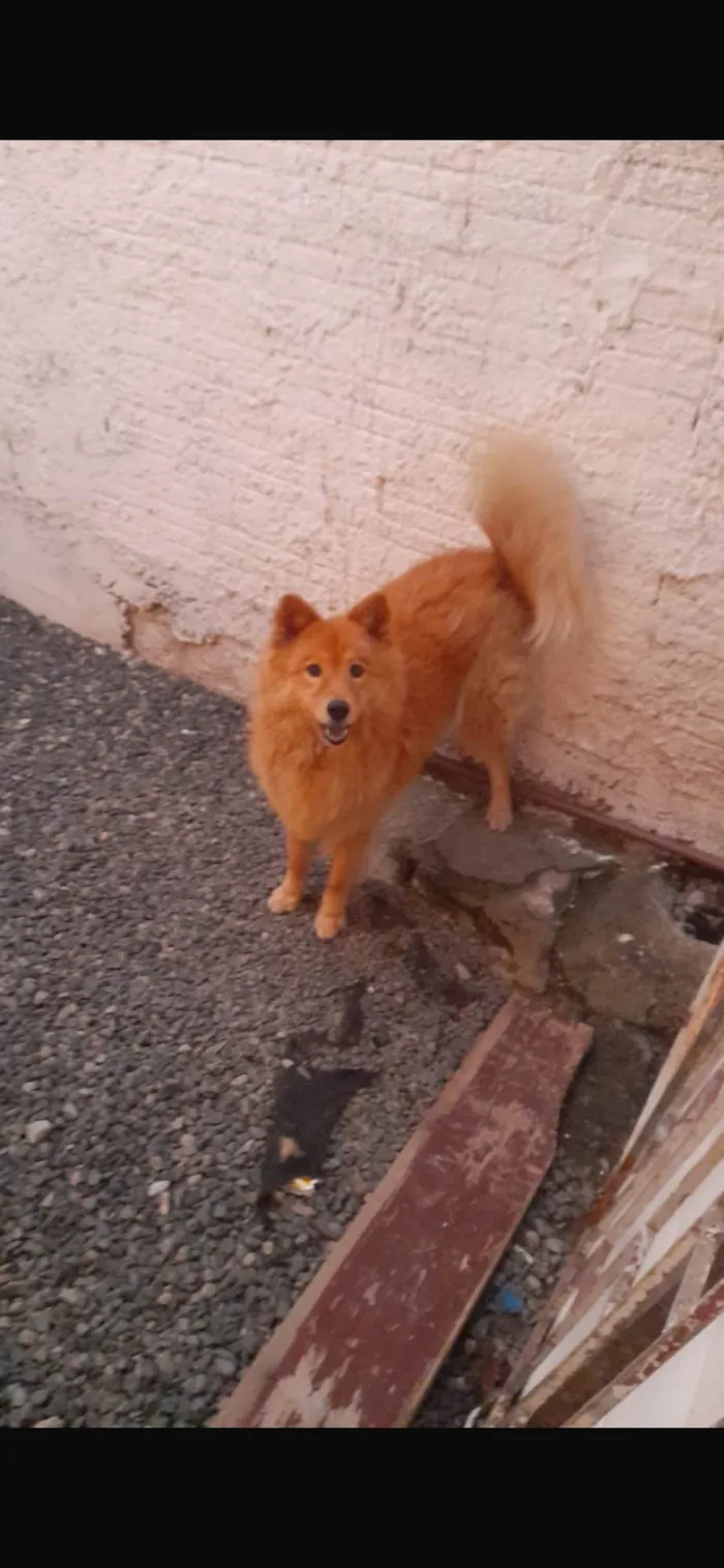 Cachorro ra a Chow Chow idade 2 anos nome Ailla