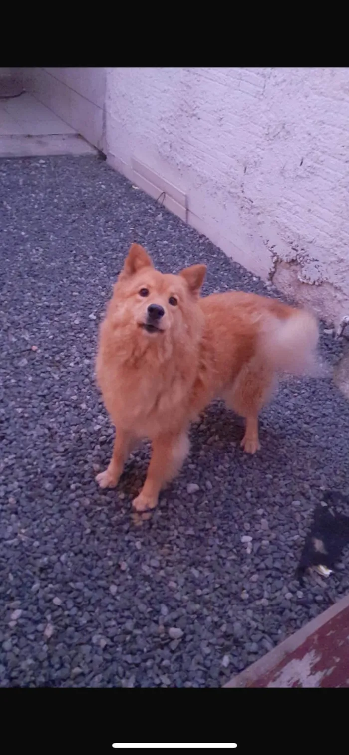 Cachorro ra a Chow Chow idade 2 anos nome Ailla