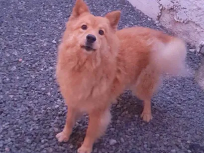 Cachorro raça Chow Chow idade 2 anos nome Ailla