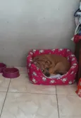 Penélope