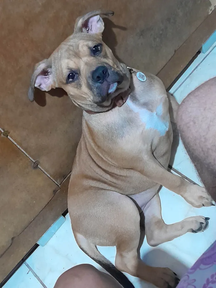 Cachorro ra a Pit-Bull idade 7 a 11 meses nome Penélope 