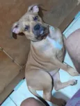 Penélope