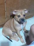 Penélope