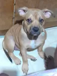 Penélope