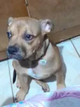 Penélope