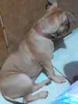 Penélope