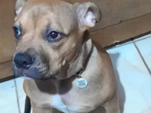 Cachorro raça Pit-Bull idade 7 a 11 meses nome Penélope 