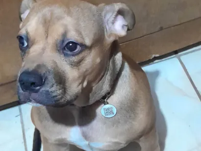 Cachorro raça Pit-Bull idade 7 a 11 meses nome Penélope 