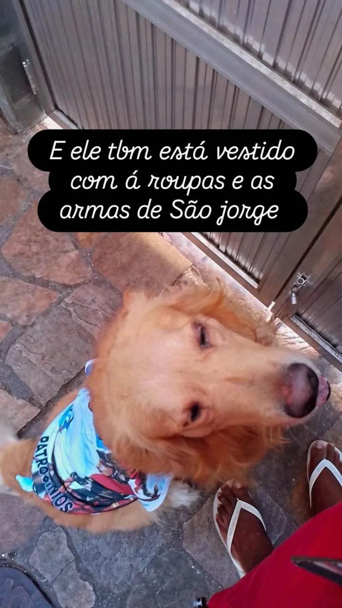 Cachorro ra a Labrador idade 2 a 6 meses nome Hércules 