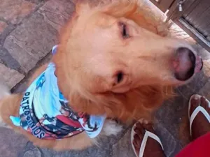 Cachorro raça Labrador idade 2 a 6 meses nome Hércules 