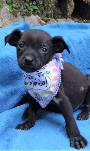 Cachorro raça SRD-ViraLata idade 2 a 6 meses nome Freddy 