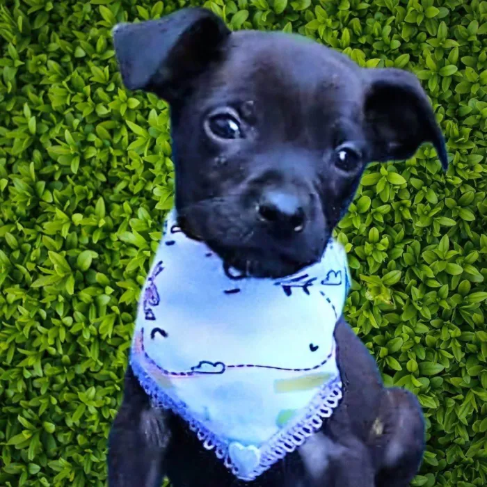 Cachorro ra a SRD-ViraLata idade 2 a 6 meses nome Freddy 