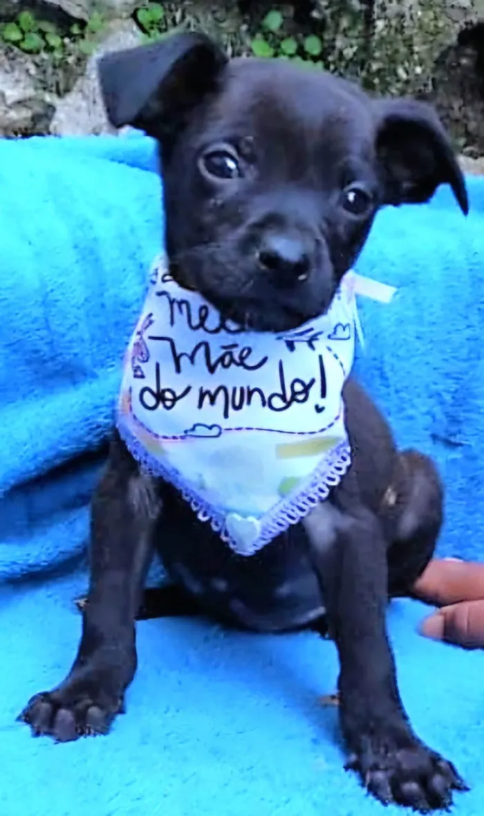Cachorro ra a SRD-ViraLata idade 2 a 6 meses nome Freddy 