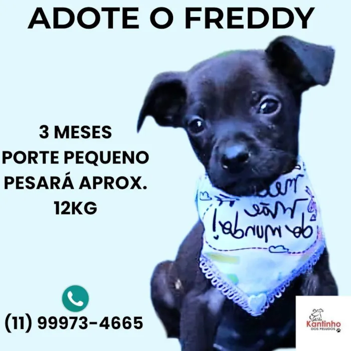 Cachorro ra a SRD-ViraLata idade 2 a 6 meses nome Freddy 