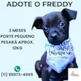 Freddy