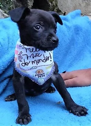 Cachorro ra a SRD-ViraLata idade 2 a 6 meses nome Freddy 