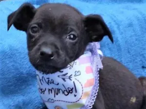 Cachorro raça SRD-ViraLata idade 2 a 6 meses nome Freddy 