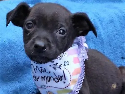 Cachorro ra a SRD-ViraLata idade 2 a 6 meses nome Freddy 