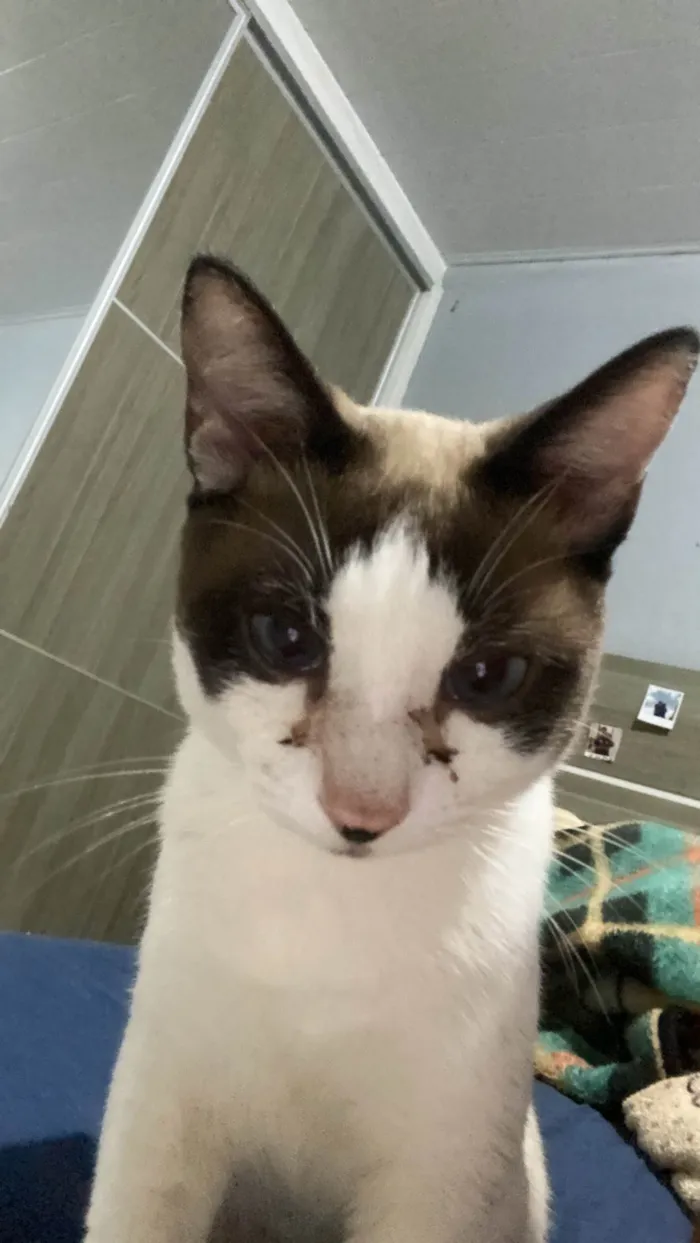 Gato ra a SRD-ViraLata idade 1 ano nome Smiliguido 