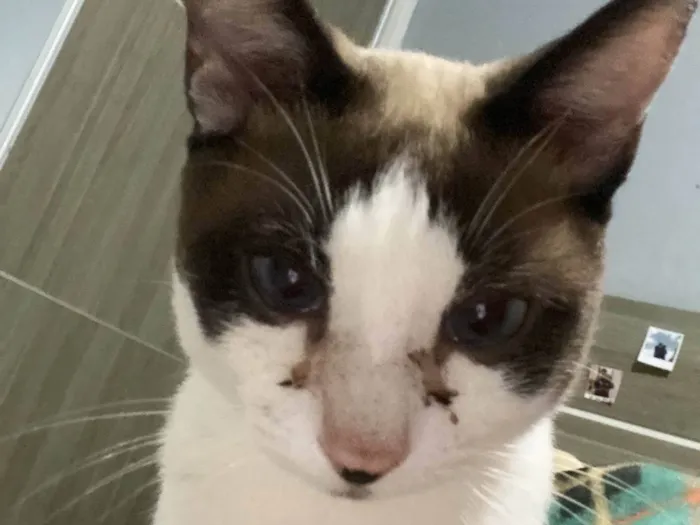Gato ra a SRD-ViraLata idade 1 ano nome Smiliguido 