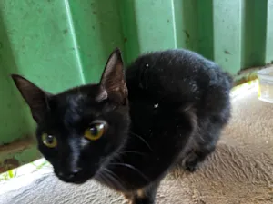 Gato raça SRD-ViraLata idade 1 ano nome Sem nome 