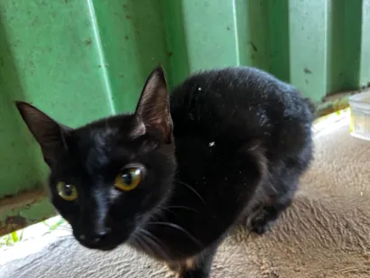 Gato raça SRD-ViraLata idade 1 ano nome Sem nome 
