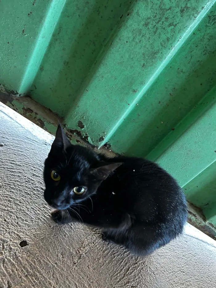 Gato ra a SRD-ViraLata idade 1 ano nome Sem nome 