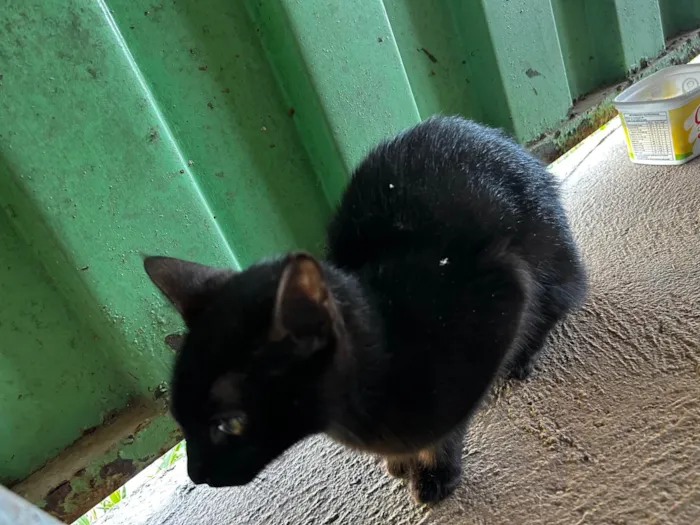 Gato ra a SRD-ViraLata idade 1 ano nome Sem nome 