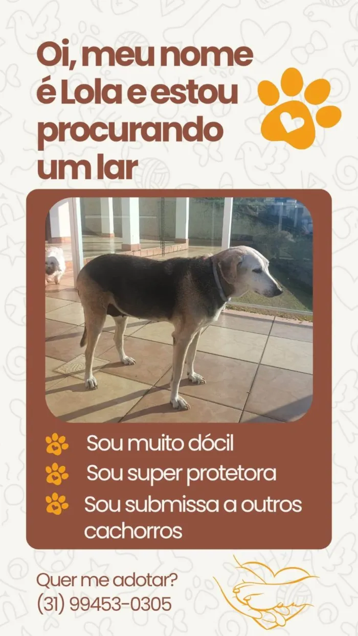 Cachorro ra a SRD-ViraLata idade 6 ou mais anos nome Lola