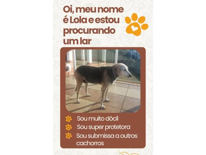 Cachorro ra a SRD-ViraLata idade 6 ou mais anos nome Lola
