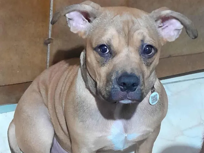 Cachorro ra a Pit-Bull idade 7 a 11 meses nome Penélope 