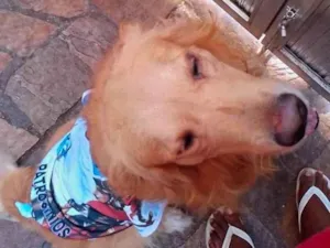Cachorro raça Labrador idade 2 a 6 meses nome Hércules 
