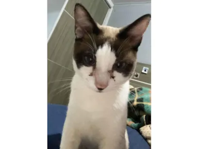 Gato raça SRD-ViraLata idade 1 ano nome Smiliguido 