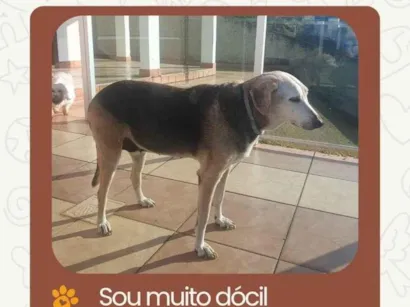 Cachorro raça SRD-ViraLata idade 6 ou mais anos nome Lola