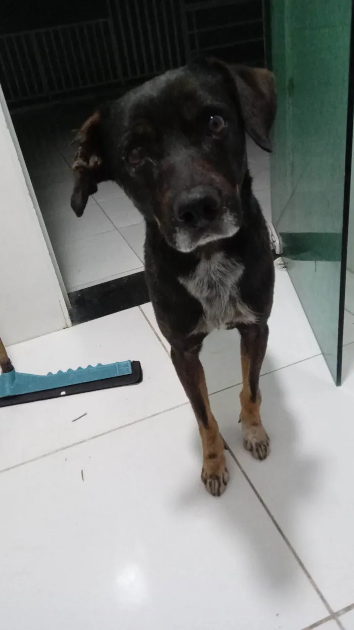 Cachorro ra a SRD-ViraLata idade 4 anos nome Baruk