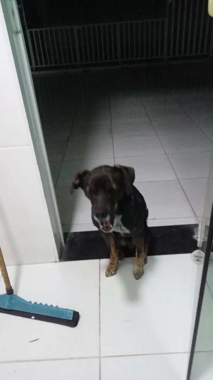 Cachorro ra a SRD-ViraLata idade 4 anos nome Baruk